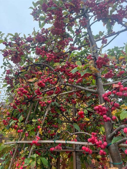 Malus 'Red Sentinel' leiboom leiboom