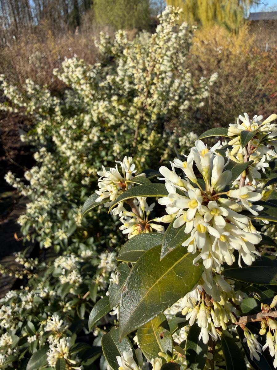 Osmanthus burkwoodii Tuinplanten bloesem