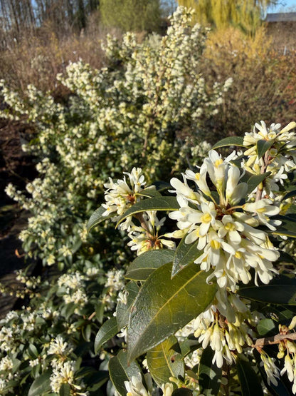 Osmanthus burkwoodii Tuinplanten bloesem