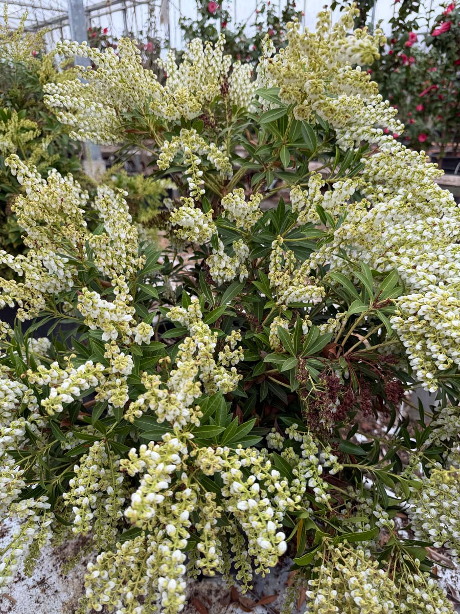 Pieris japonica 'Debutante' bloesem