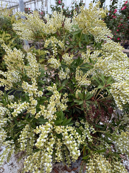 Pieris japonica 'Debutante' bloesem
