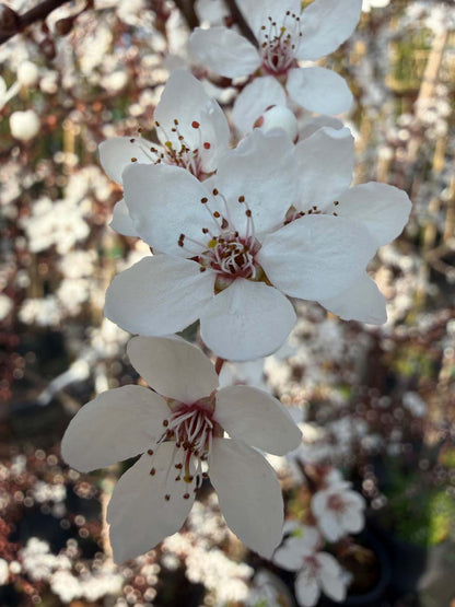 Prunus cerasifera 'Hessei' op stam bloem
