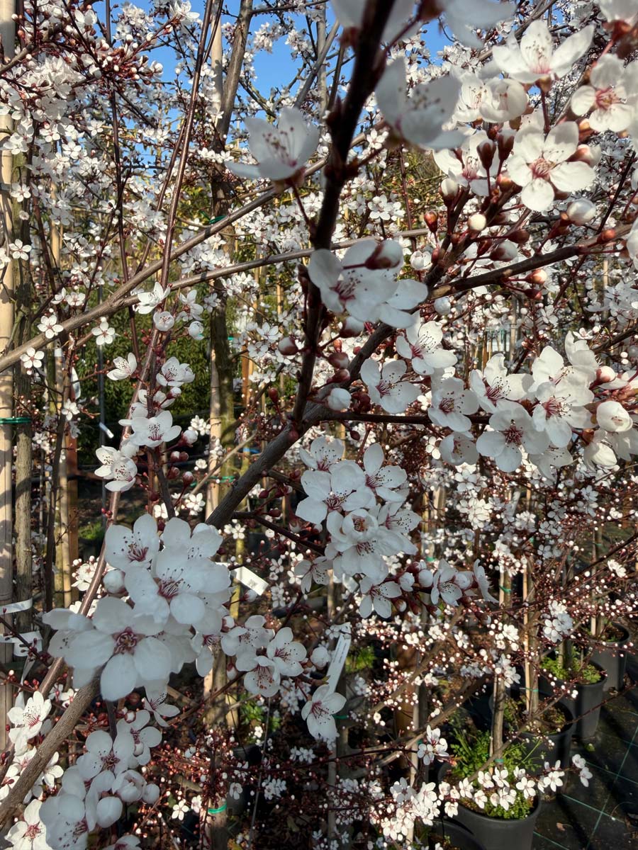 Prunus cerasifera 'Hessei' op stam bloesem
