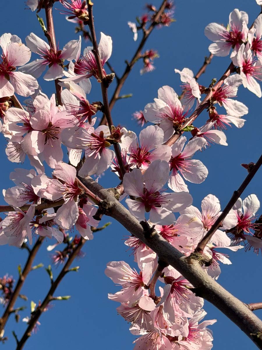 Prunus dulcis 'Robijn' op stam bloesem