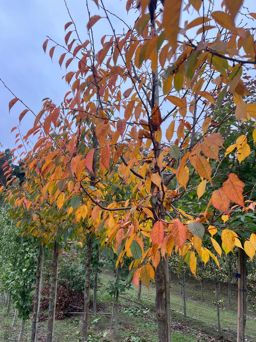 Prunus 'Kursar' op stam herfstkleur