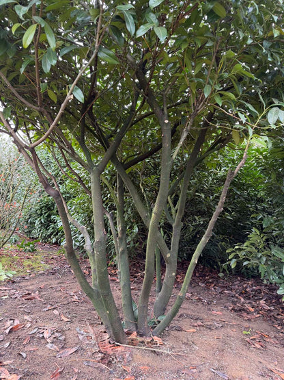 Prunus laurocerasus 'Schipkaensis' meerstammig / struik meerstam
