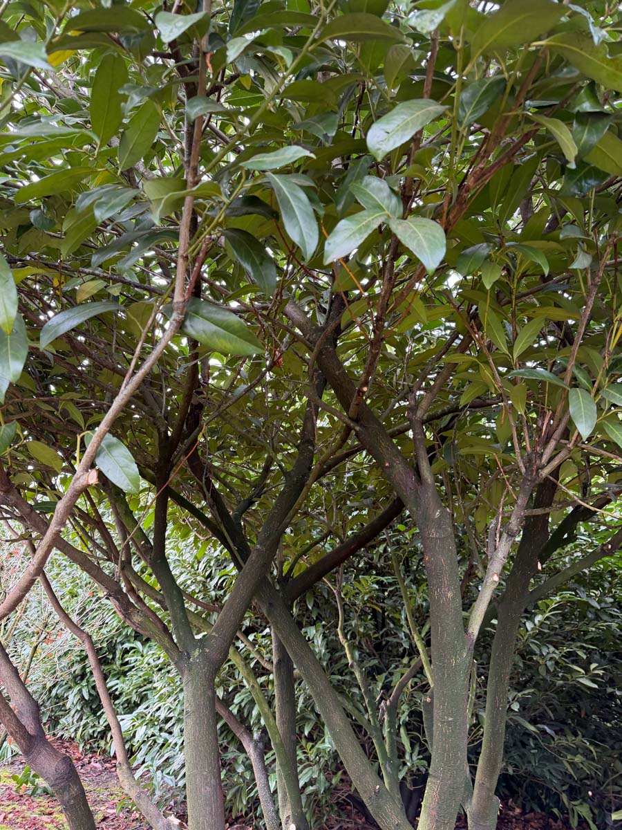 Prunus laurocerasus 'Schipkaensis' meerstammig / struik meerstam