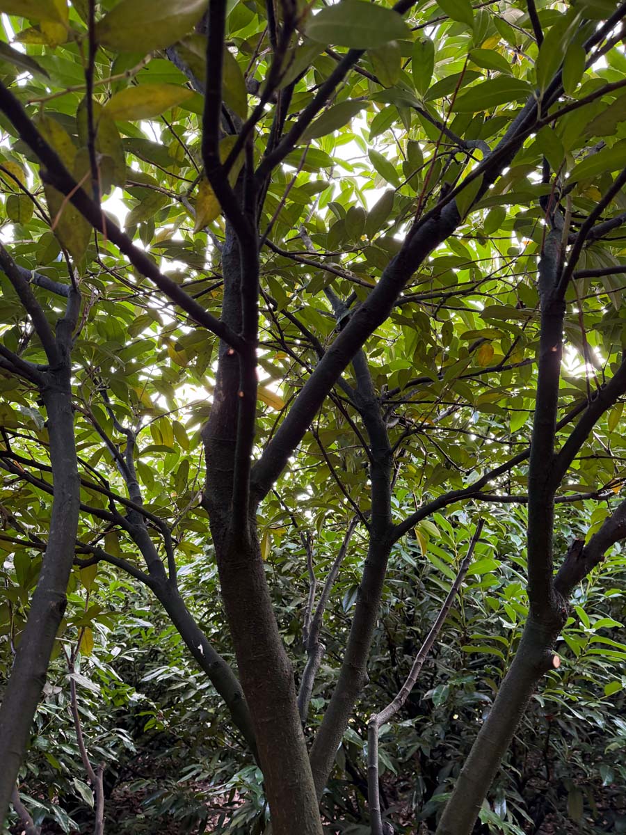 Prunus laurocerasus 'Schipkaensis' meerstam
