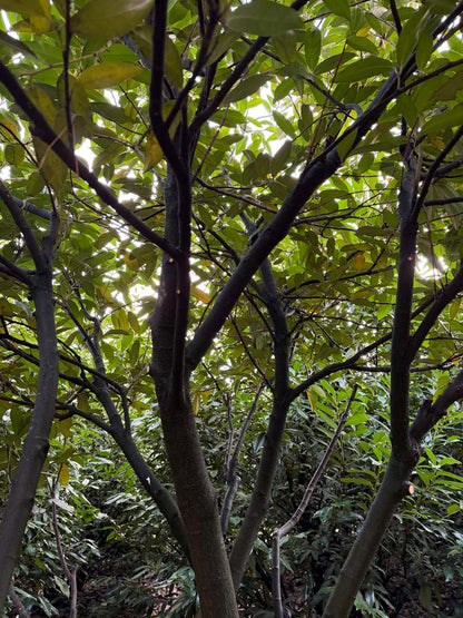 Prunus laurocerasus 'Schipkaensis' meerstammig / struik meerstam