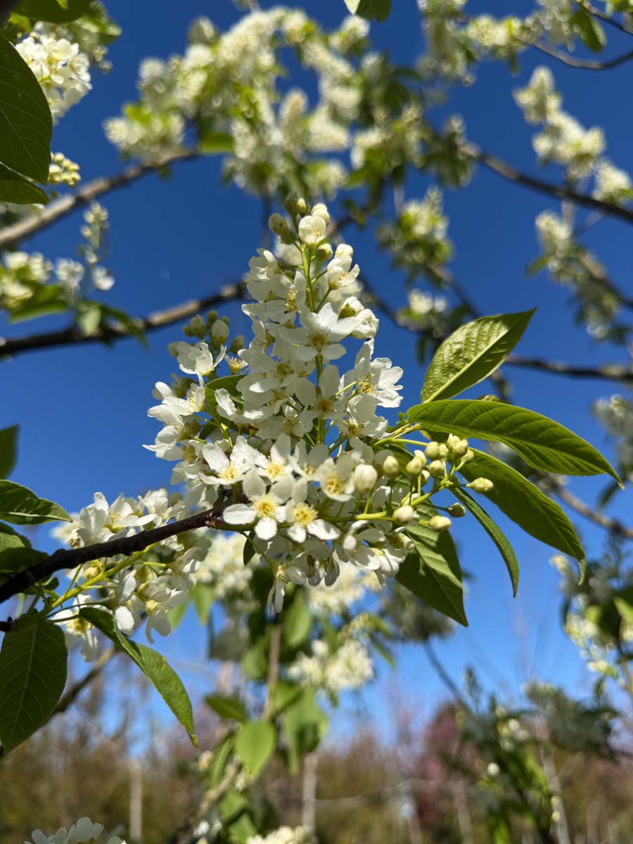 Prunus padus 'Albertii' op stam bloem