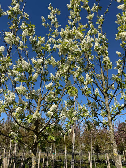 Prunus padus 'Albertii' op stam bloesem