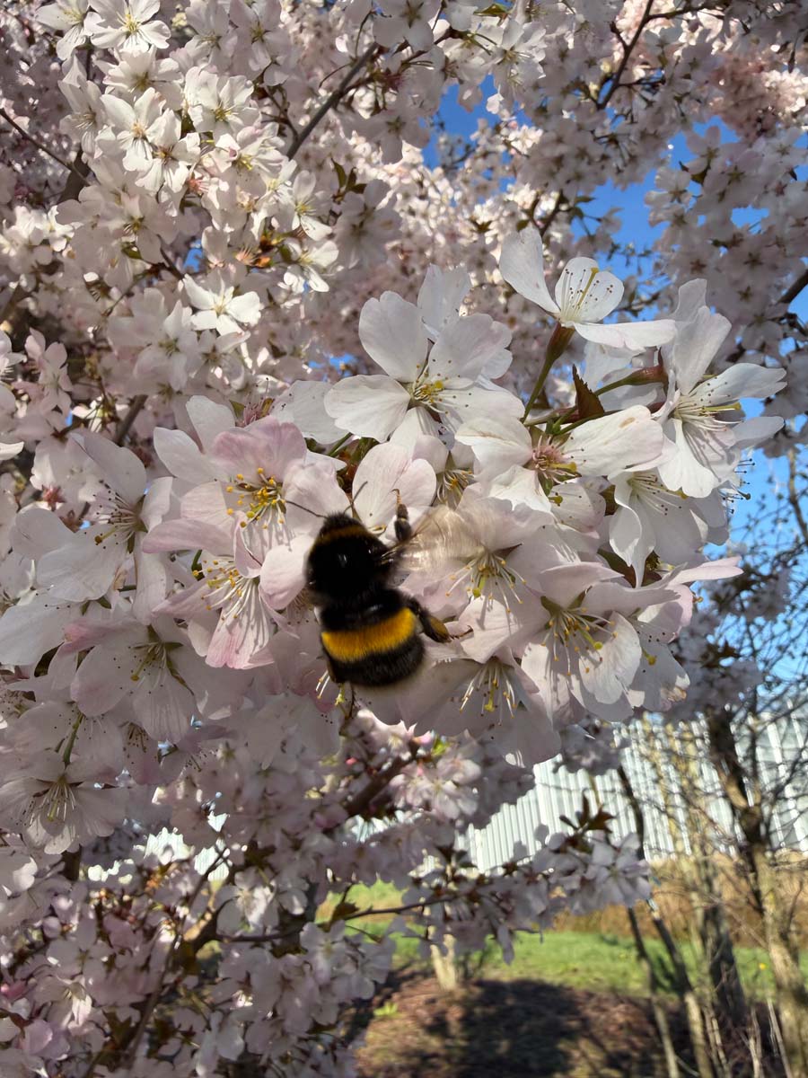 Prunus 'Pandora' Tuinplanten biodiversiteit