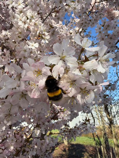 Prunus 'Pandora' Tuinplanten biodiversiteit