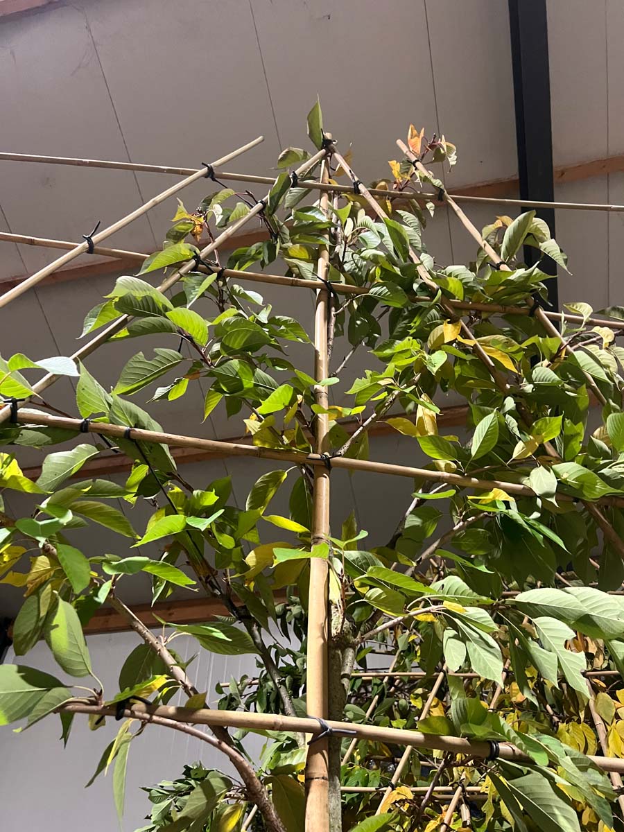 Prunus serrulata 'Kanzan' leiboom leiboom