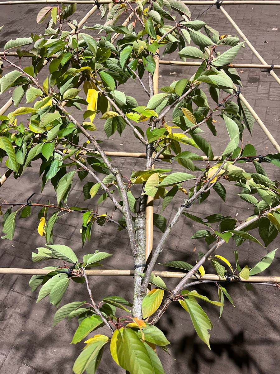 Prunus serrulata 'Kanzan' leiboom leiboom