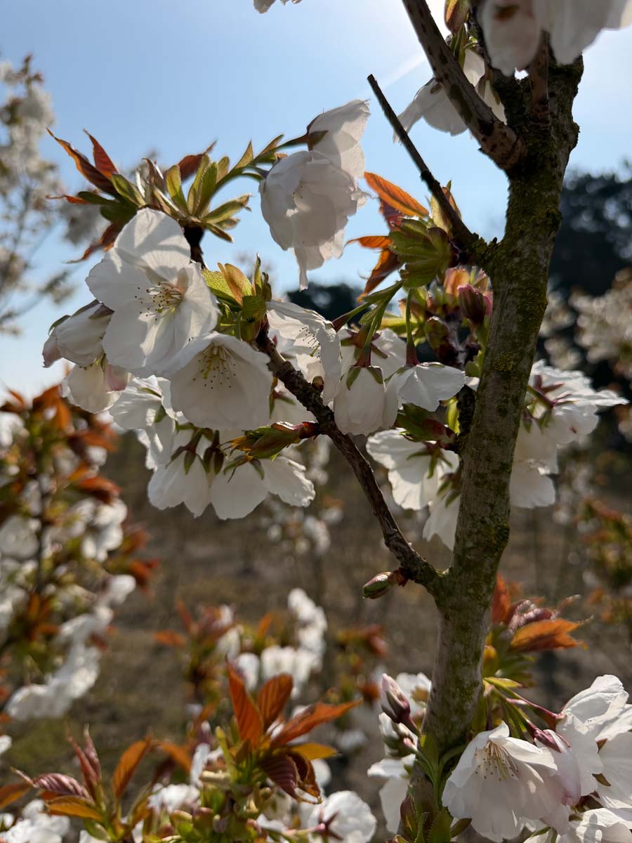 Prunus serrulata 'Taihaku' Tuinplanten bloem