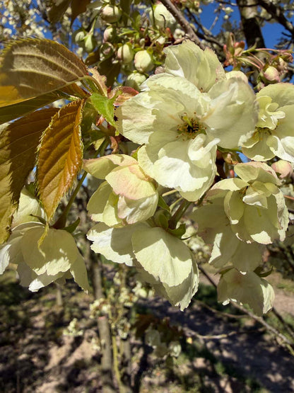 Prunus serrulata 'Ukon' op stam bloesem