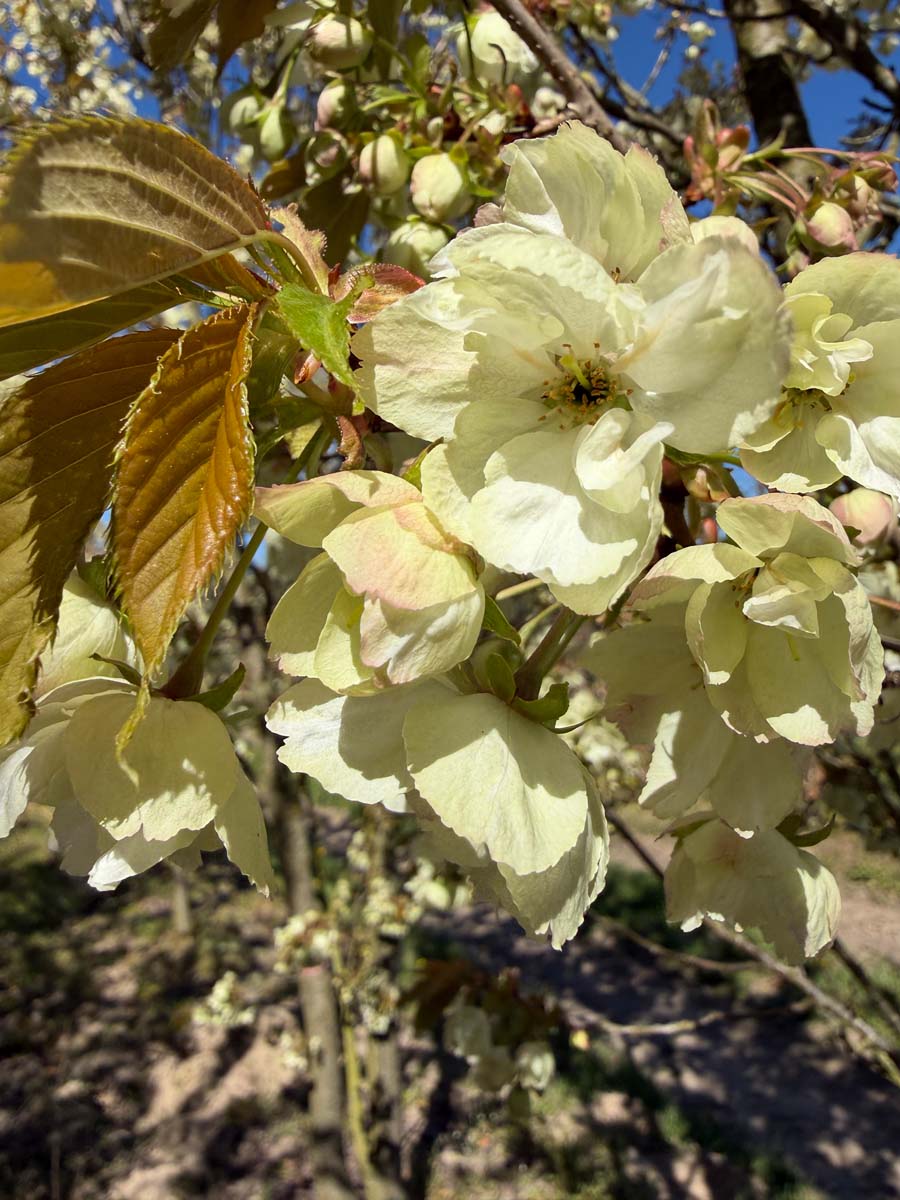 Prunus serrulata 'Ukon' Tuinplanten bloesem