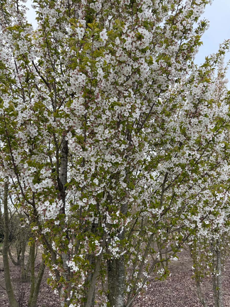 Prunus 'Umineko' Tuinplanten bloesem
