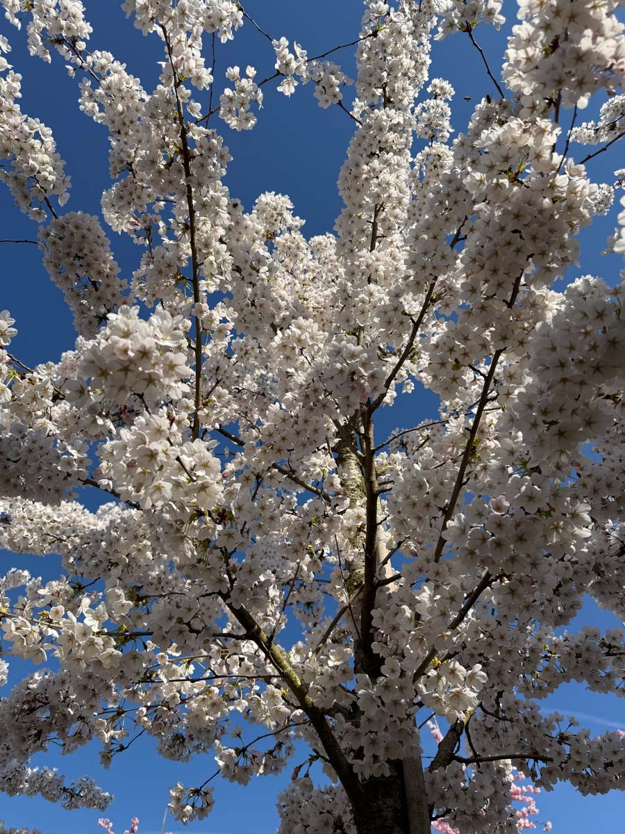 Prunus yedoensis leiboom bloesem