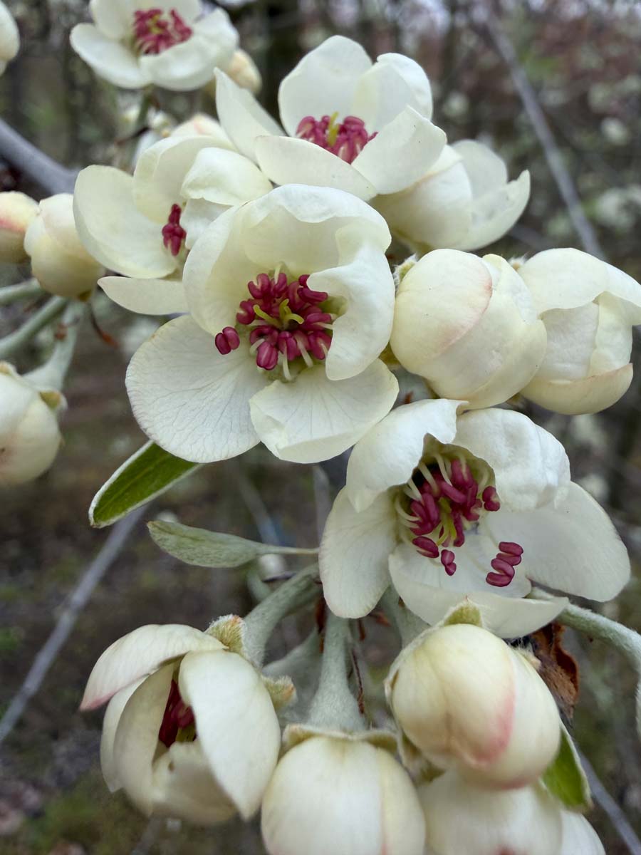 Pyrus communis 'Jut' op stam bloem