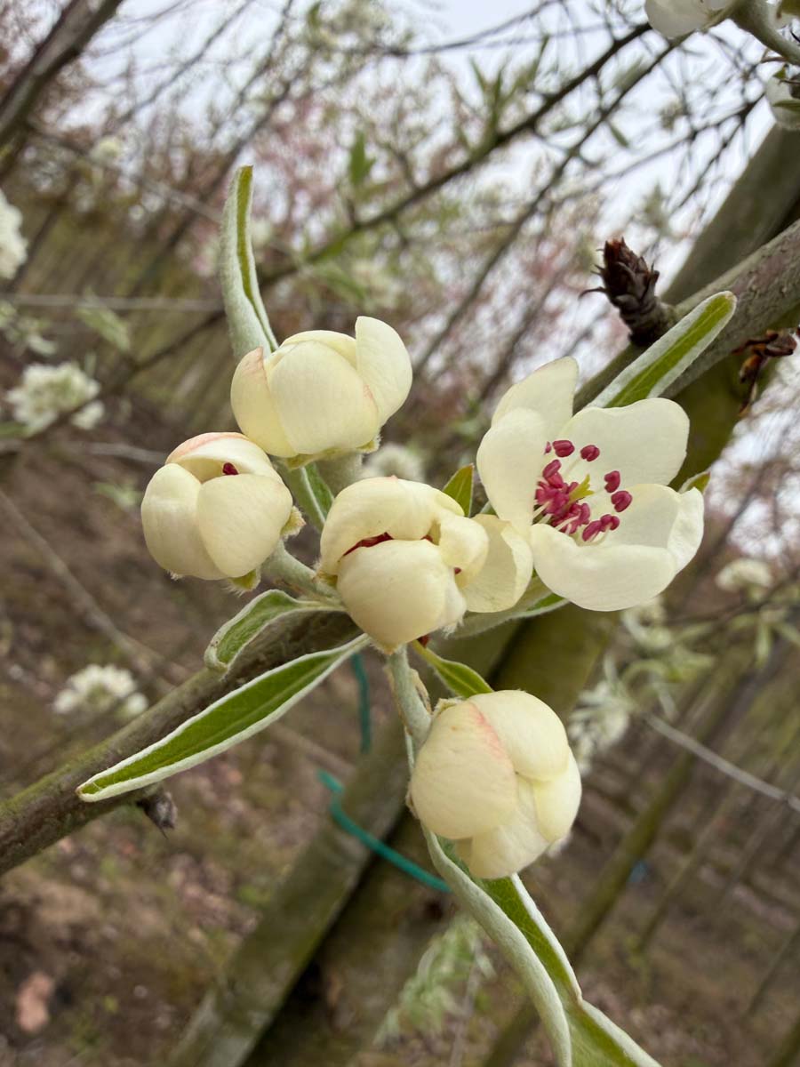 Pyrus communis 'Jut' op stam bloem