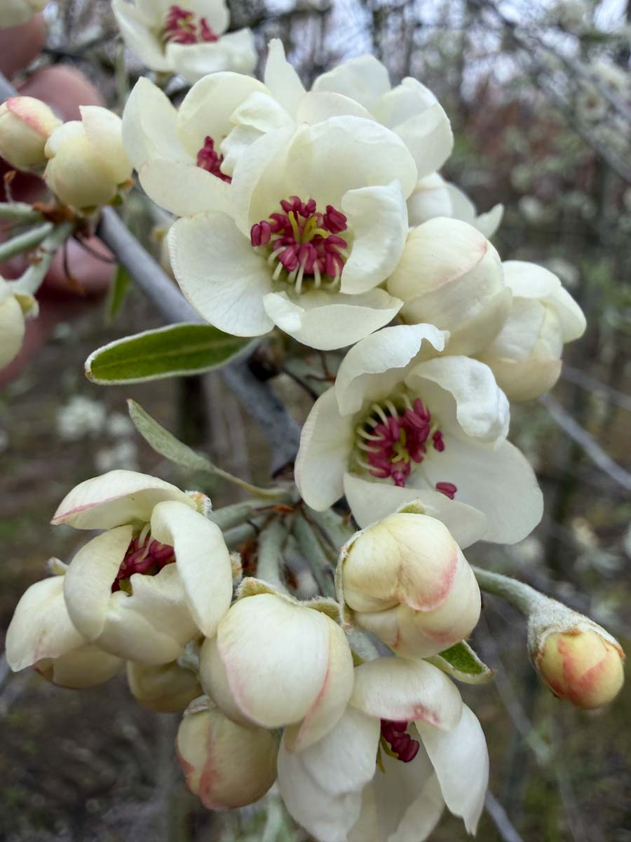 Pyrus communis 'Jut' op stam bloem