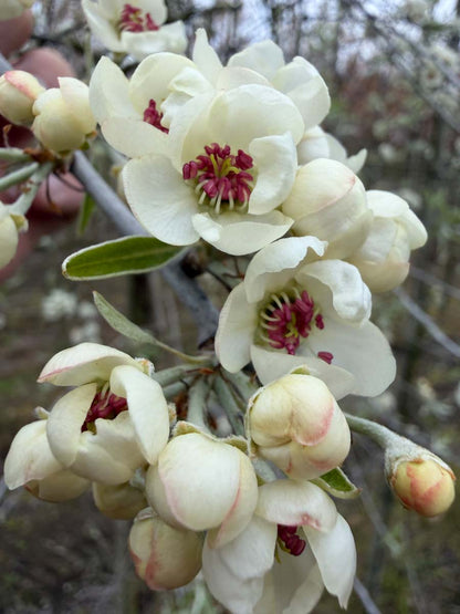 Pyrus communis 'Jut' op stam bloem