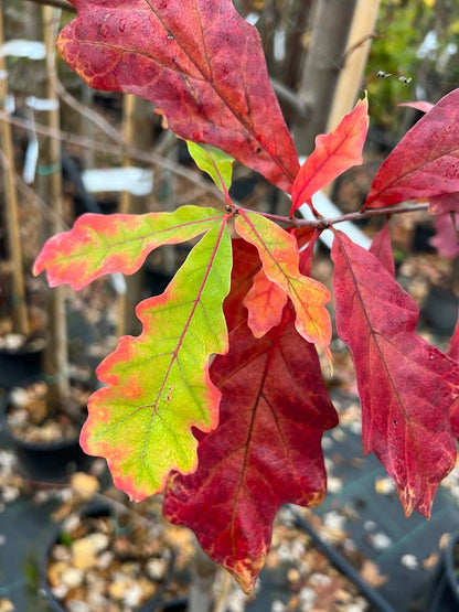 Quercus alba meerstammig / struik herfstkleur