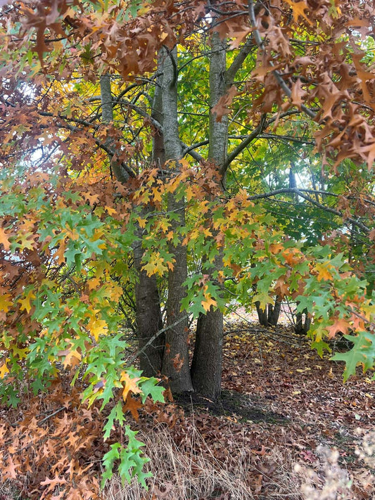 Quercus palustris meerstammig / struik meerstammig
