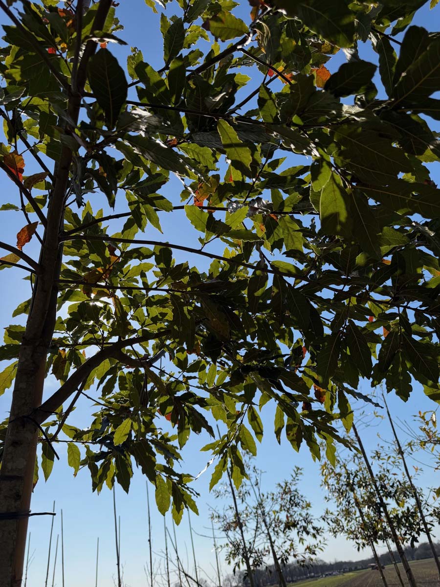 Quercus rysophylla 'Maya' op stam bladeren