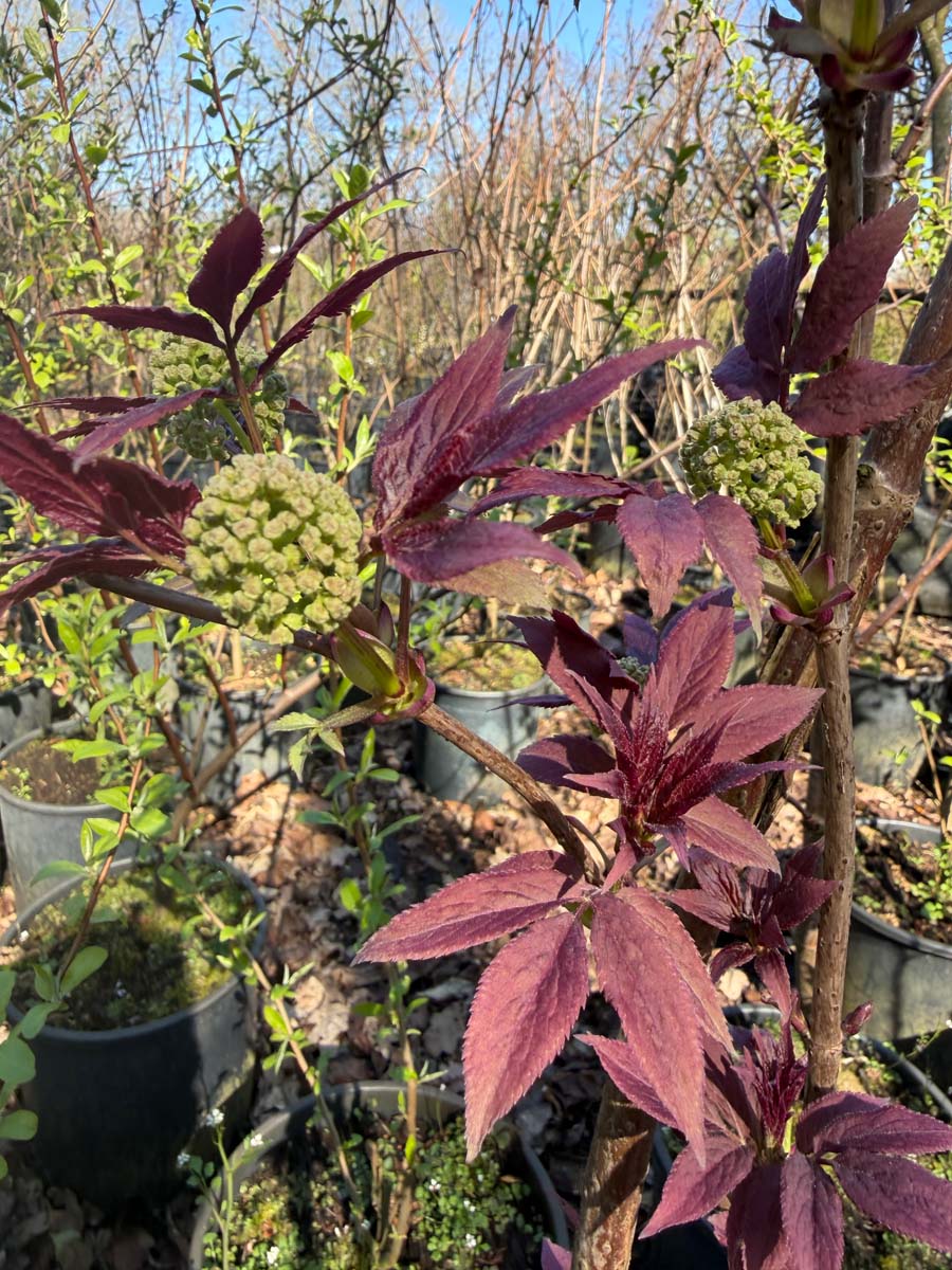 Sambucus racemosa meerstammig / struik bloem