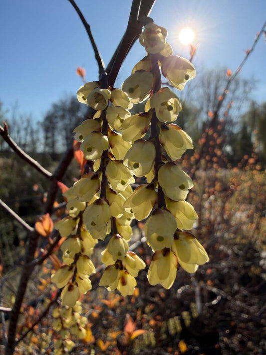 Stachyurus chinensis 'Joy Forever' Tuinplanten bloem