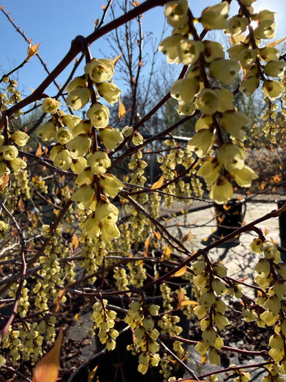 Stachyurus chinensis 'Joy Forever' meerstammig / struik bloem