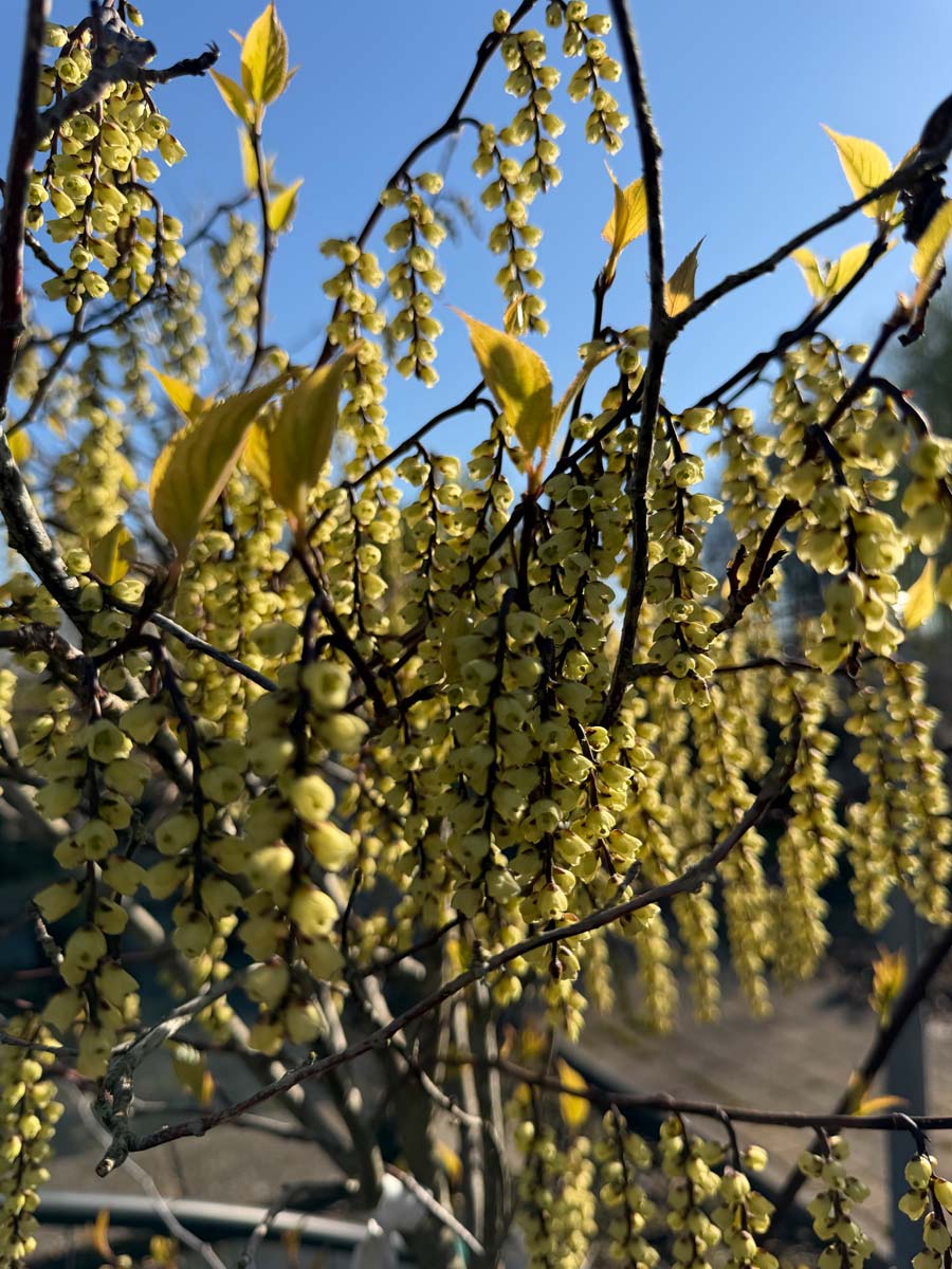 Stachyurus chinensis 'Joy Forever' Tuinplanten bloem