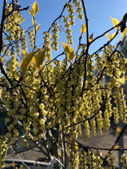 Stachyurus chinensis 'Joy Forever' Tuinplanten bloem