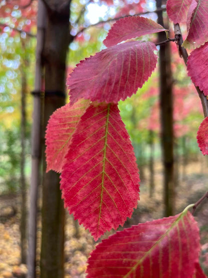 Ulmus 'Frontier' Tuinplanten blad