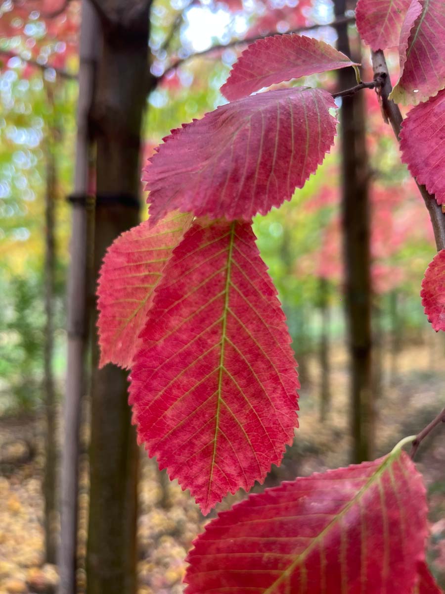 Ulmus 'Frontier' op stam blad