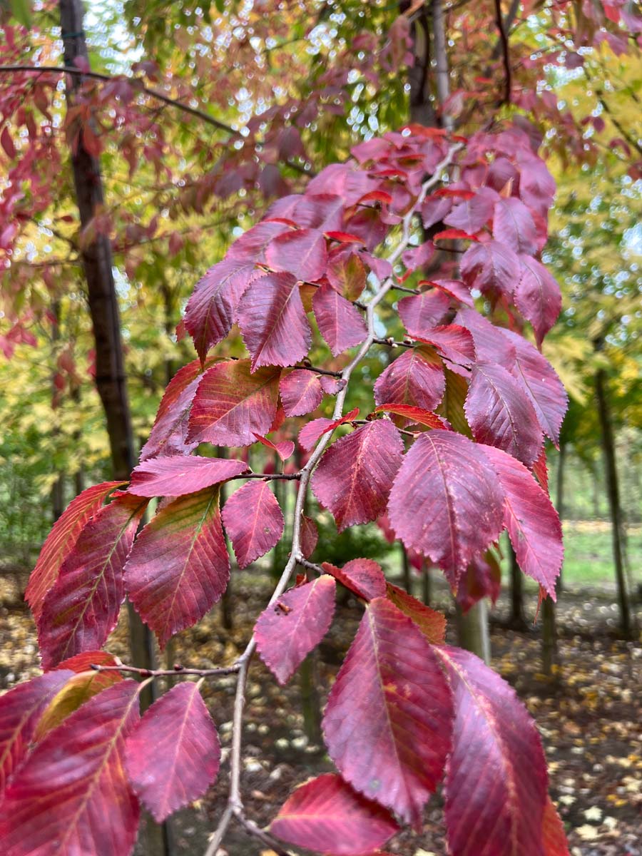 Ulmus 'Frontier' solitair bladeren