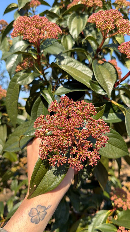 Viburnum cinnamomifolium Tuinplanten bloem