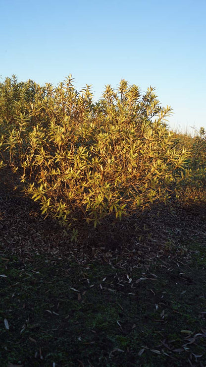 Hippophae rhamnoides 'Darspel' meerstammig / struik struik