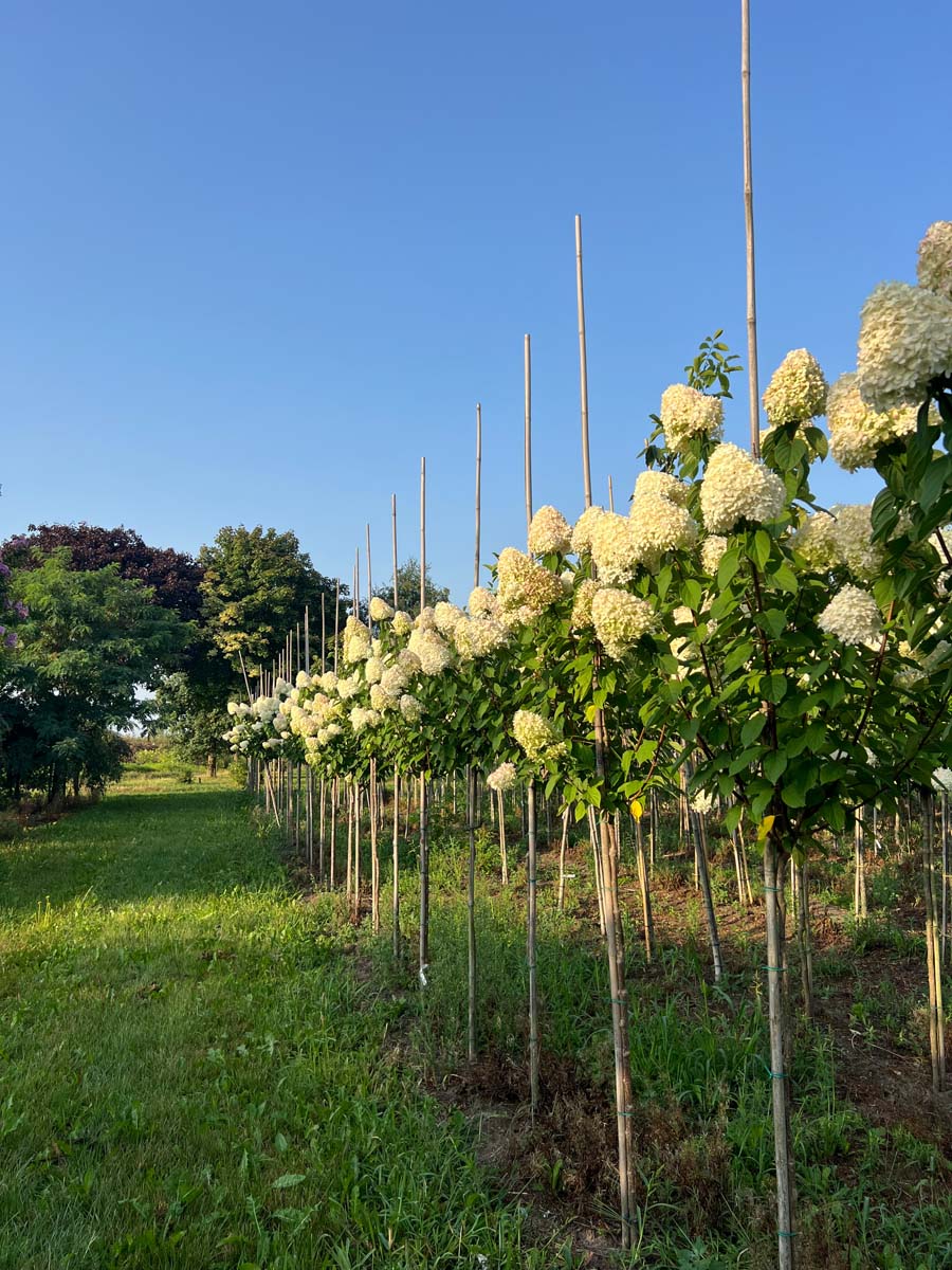 Hydrangea paniculata op stam op stam