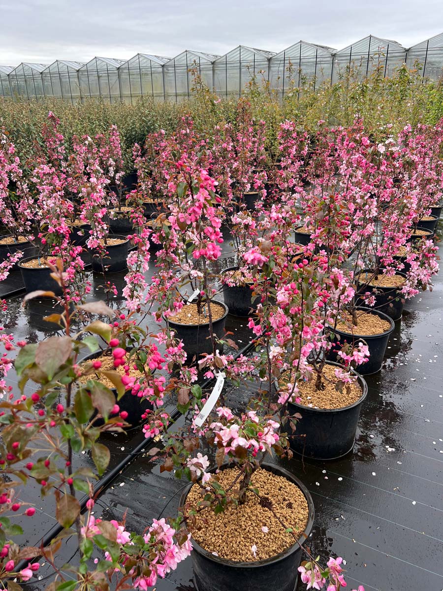 Malus 'Rudolph' Tuinplanten tuinplanten
