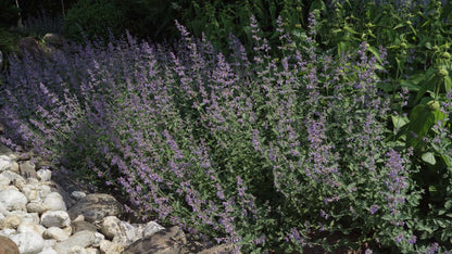 Nepeta 'Walker's Low' tuinplanten