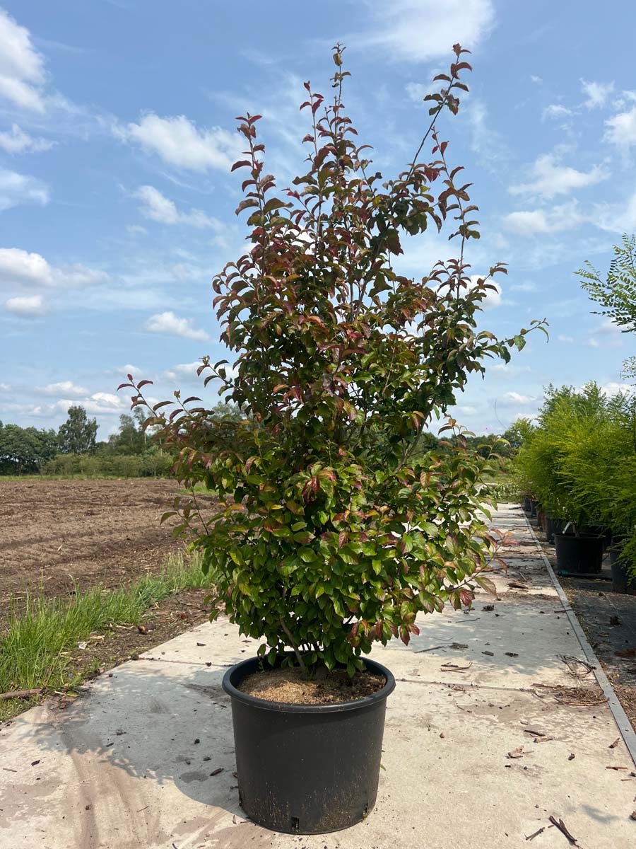 Parrotia persica 'JLPN01' Tuinplanten tuinplanten
