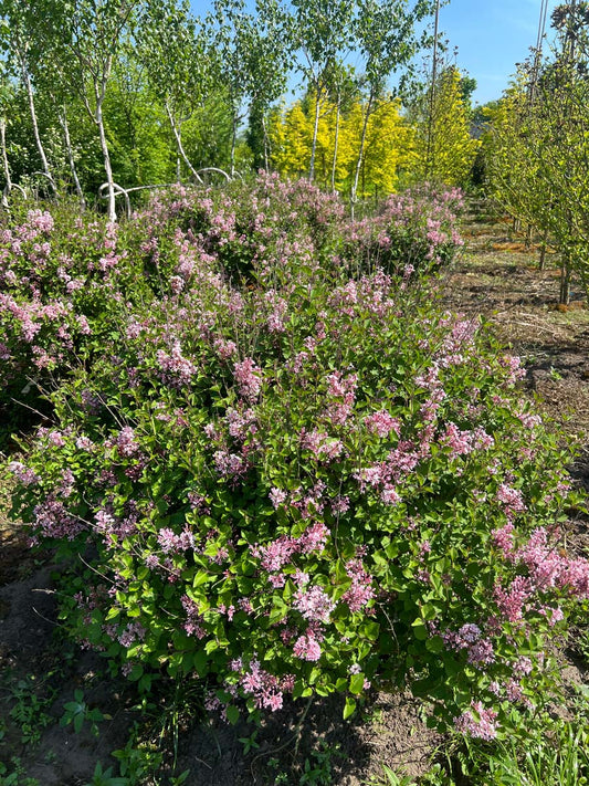 Syringa 'Pink Perfume' meerstammig / struik struik