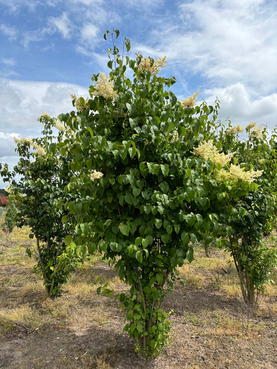 Syringa reticulata mandshurica meerstammig / struik struik