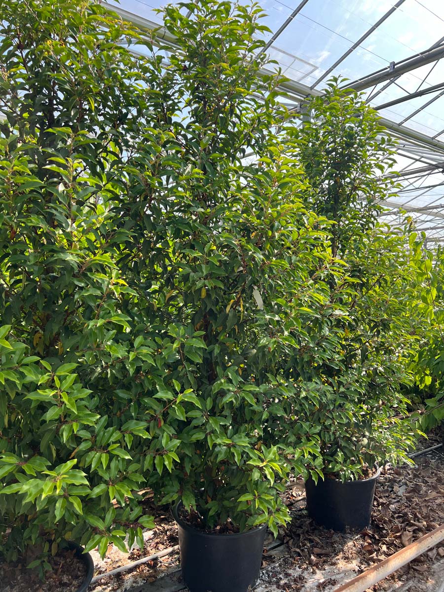 Prunus lusitanica 'Angustifolia' Tuinplanten tuinplanten