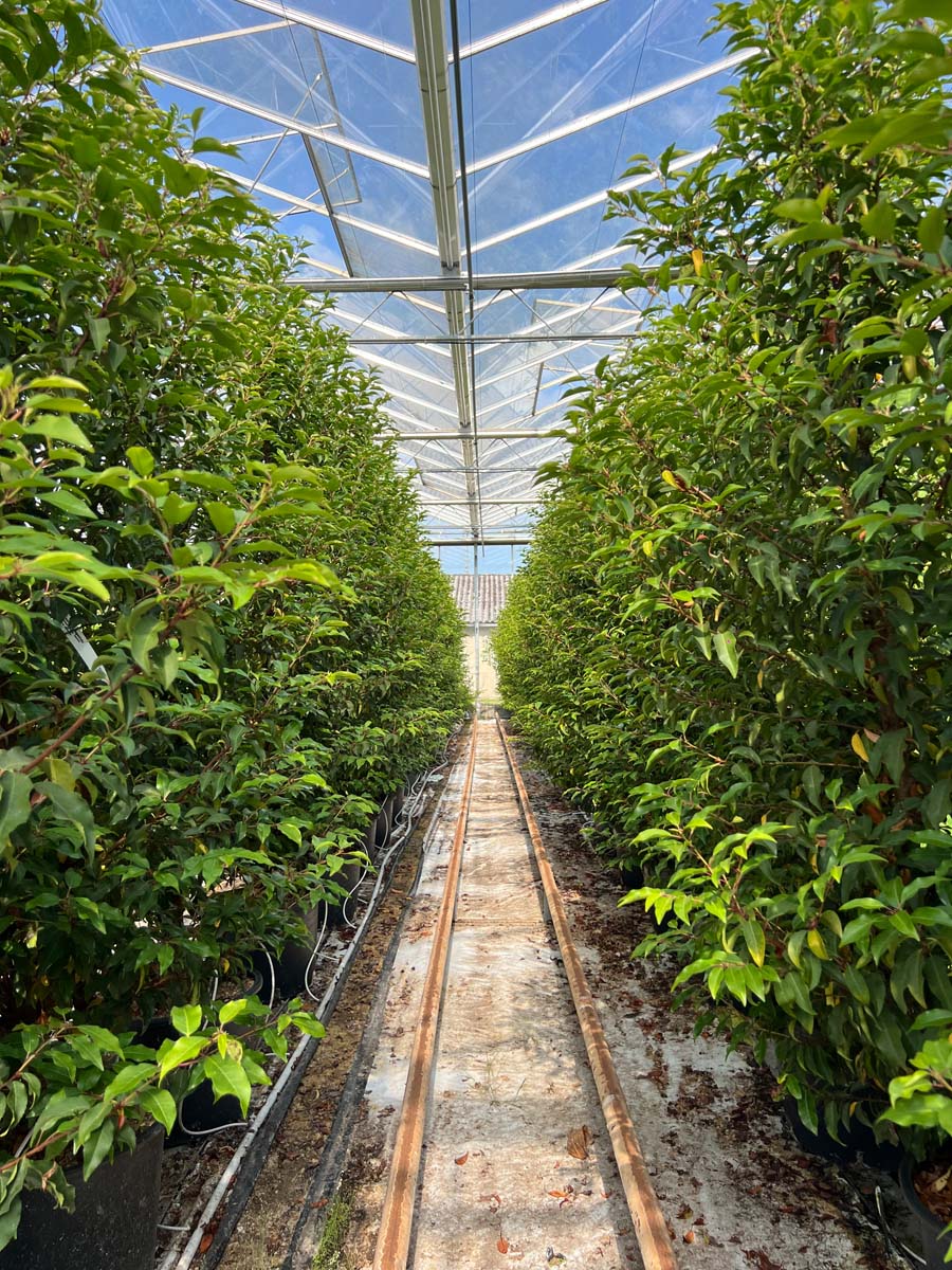 Prunus lusitanica 'Angustifolia' Tuinplanten tuinplanten
