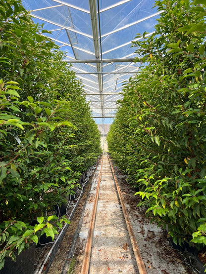 Prunus lusitanica 'Angustifolia' Tuinplanten tuinplanten